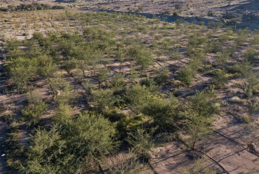 النباتات تزرع أكثر من 20 مليون شجرة في منطقة الرياض النباتات تزرع أكثر من 20 مليون شجرة في منطقة الرياض