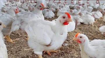 وزير الزراعة: لا إصابات بفيروسات الطيور.. ومعدلات النفوق طبيعية نتيجة الظروف الجوية.