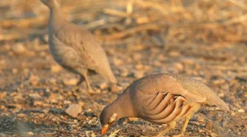 الهيئة الوطنية لحماية الحياة الفطرية تبدأ أربعة برامج لتكاثر طيور الحجل
