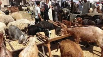 «الواحات» وجهة التجار من مختلف مناطق الجمهورية
