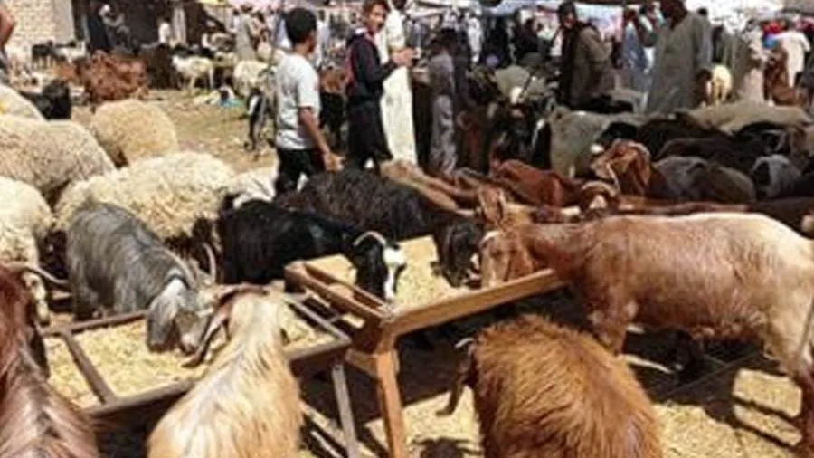 «الواحات» وجهة التجار من مختلف مناطق الجمهورية «الواحات» وجهة التجار من مختلف مناطق الجمهورية