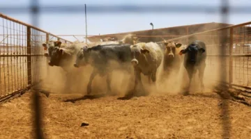 الولايات المتحدة توقف استيراد الماشية والخيول من المكسيك