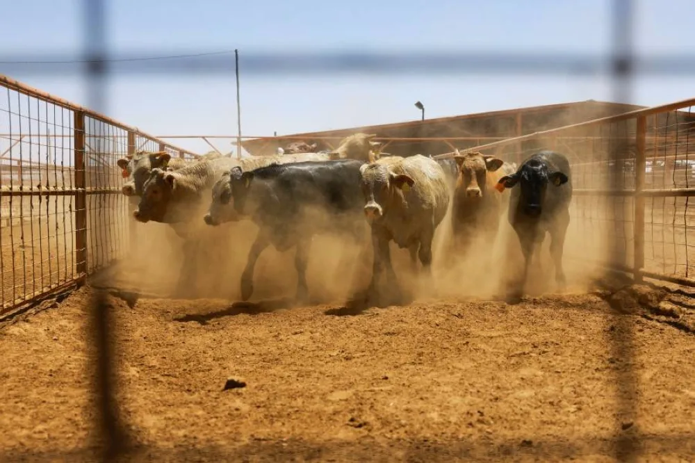 الولايات المتحدة توقف استيراد الماشية والخيول من المكسيك الولايات المتحدة توقف استيراد الماشية والخيول من المكسيك