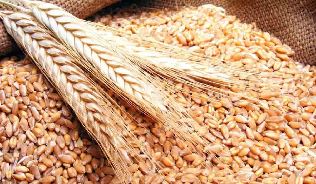 انخفاض سعر القمح إلى أدنى مستوى له خلال 9 أشهر مع اقتراب موسم الحصاد.