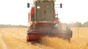 بإنتاج متوقع يبلغ 120 طنًّا.. بدء حصاد القمح بولاية أدم