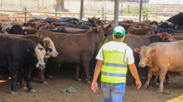 بالصور.. “تضامن الغربية” تجهز لتوزيع 70 ألف كيلو من لحوم الأضاحي على الأسر المحتاجة.