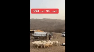 بالفيديو.. تابع أحدث مستجدات أسعار الأضاحي “تراجع جديد في أسعار الأغنام” وإلى أين وصلت الأمور