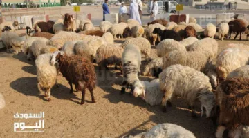 بالفيديو.. تابع انخفاضاً جديداً في أسعار الأضاحي ومفاجآت في سوق الجملة