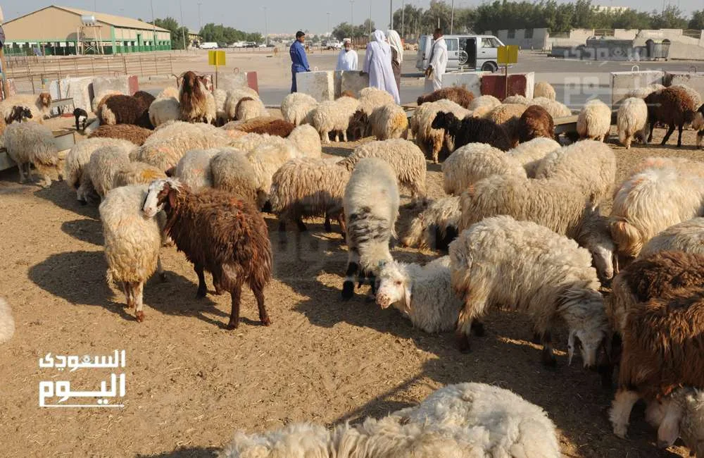 بالفيديو.. تابع انخفاضاً جديداً في أسعار الأضاحي ومفاجآت في سوق الجملة بالفيديو.. تابع انخفاضاً جديداً في أسعار الأضاحي ومفاجآت في سوق الجملة