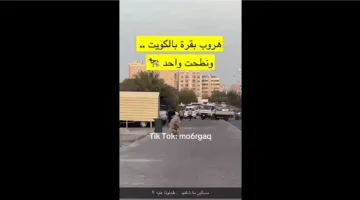 بالفيديو: لحظة سقوط أحد المارة في الكويت ضحية لبقرة هاربة – فما القصة؟