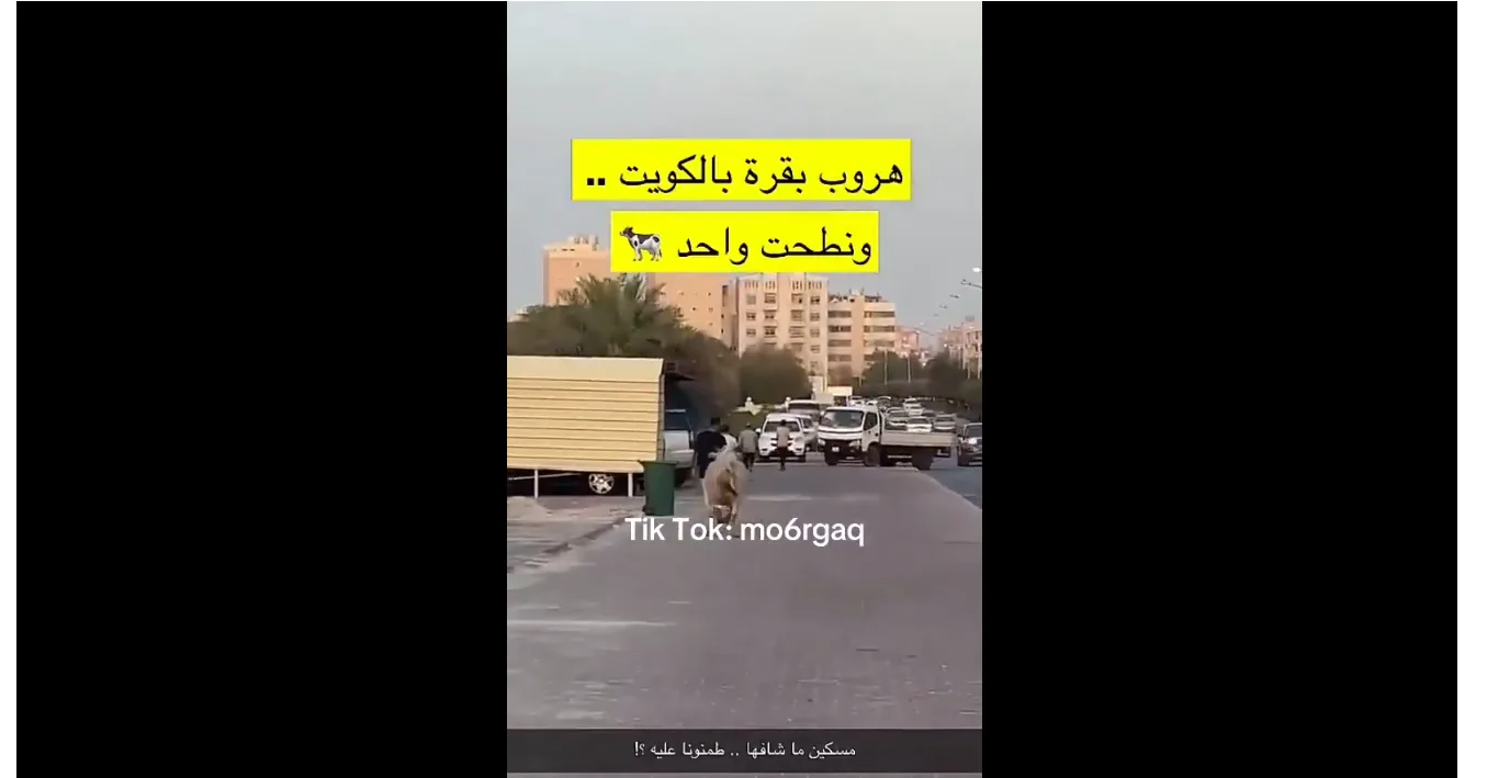 بالفيديو: لحظة سقوط أحد المارة في الكويت ضحية لبقرة هاربة – فما القصة؟ بالفيديو: لحظة سقوط أحد المارة في الكويت ضحية لبقرة هاربة – فما القصة؟