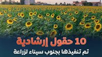 «بحوث الصحراء»: تم إدخال أصناف زيتية من محصول عباد الشمس لسيناء لأول مرة