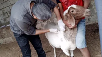 «بحوث الصحراء» تُطلق حملة بيطرية لتعزيز صحة الحيوانات الأليفة.
