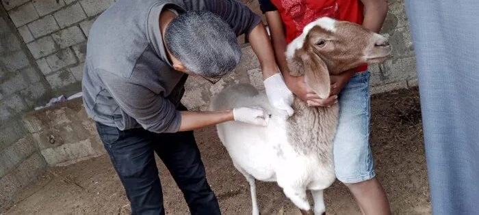 «بحوث الصحراء» تُطلق حملة بيطرية لتعزيز صحة الحيوانات الأليفة. «بحوث الصحراء» تُطلق حملة بيطرية لتعزيز صحة الحيوانات الأليفة.