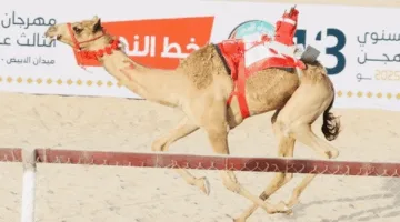 بدء مهرجان سباقات الهجن الأهلي الثالث عشر بولاية سناو