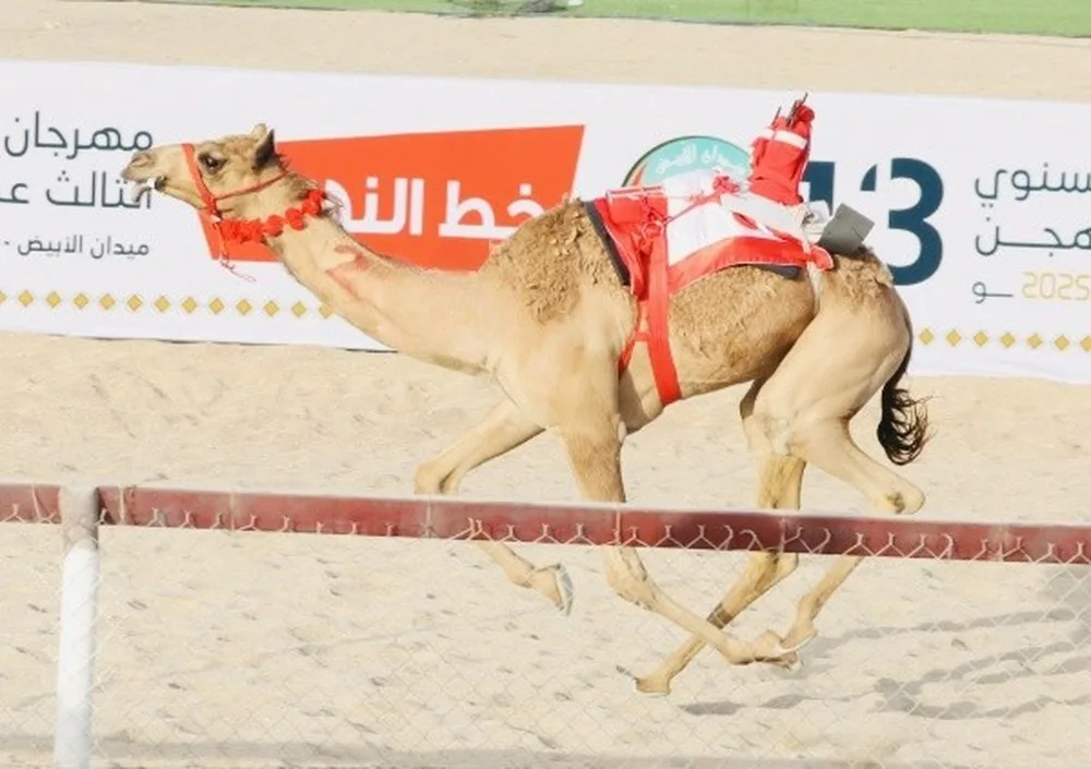 بدء مهرجان سباقات الهجن الأهلي الثالث عشر بولاية سناو بدء مهرجان سباقات الهجن الأهلي الثالث عشر بولاية سناو