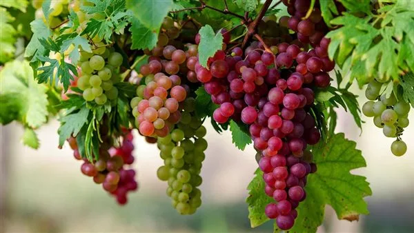 بشرة خير.. نقيب الفلاحين يكشف موعد انخفاض أسعار العنب