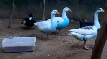 بط ملوث بلون أزرق.. والجهات المختصة تُباشر التحقيق