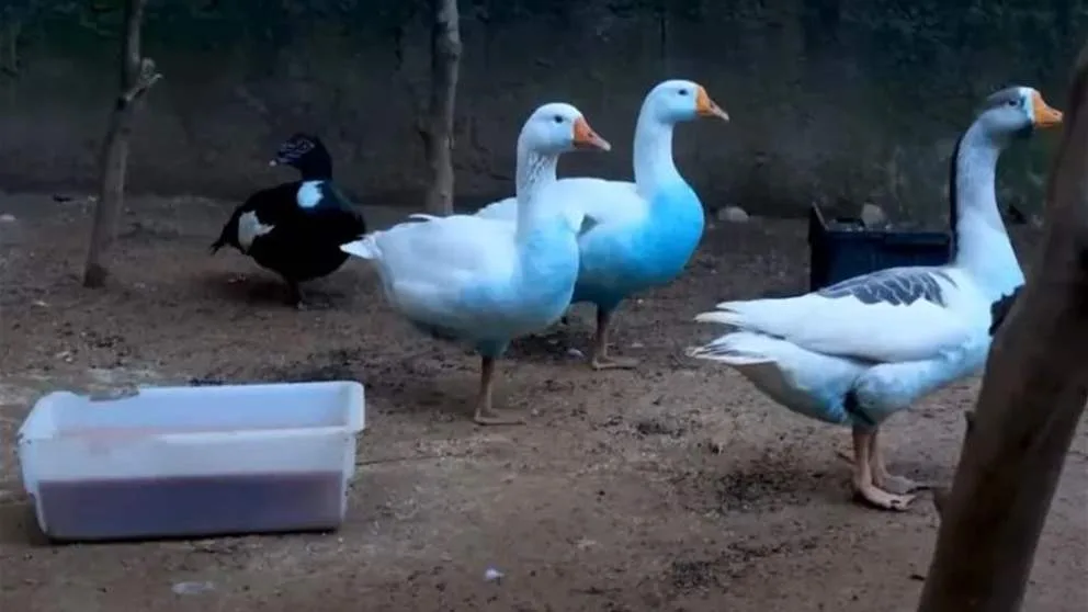 بط ملوث بلون أزرق.. والجهات المختصة تُباشر التحقيق بط ملوث بلون أزرق.. والجهات المختصة تُباشر التحقيق