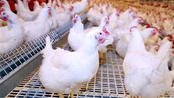 بـ 125 جنيه للكيلو.. وزير التموين: استمرار ضخ الدواجن بالمجمعات بأسعار مخفضة