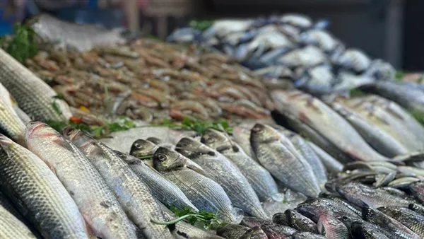 بلطي وبوري ومرجان.. أسعار الأسماك جملة في سوق العبور