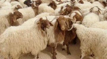 بمناسبة قرب عيد الأضحى: الشركة القابضة للصناعات الغذائية تفتح 21 موقعاً لبيع الأغنام الحية في المحافظات.
