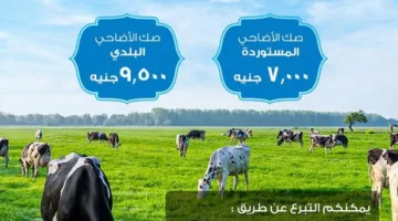 بنك قناة السويس يوفر إمكانية شراء “صك الأضحية” من وزارة الأوقاف من خلال محفظة SCB E-Wallet أو الخدمات المصرفية عبر الإنترنت.