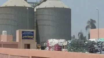 بني سويف: استقبال 204 آلاف طن من القمح المحلي في الصوامع والمخازن الحكومية