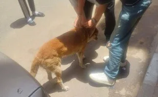 بيطري الإسماعيلية يواصل جهوده المكثفة لتطعيم الكلاب المشردة ضد داء الكلب