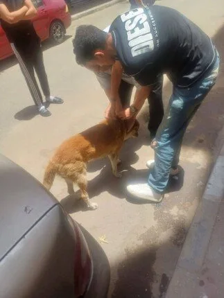 بيطري الإسماعيلية يواصل جهوده المكثفة لتطعيم الكلاب المشردة ضد داء الكلب بيطري الإسماعيلية يواصل جهوده المكثفة لتطعيم الكلاب المشردة ضد داء الكلب