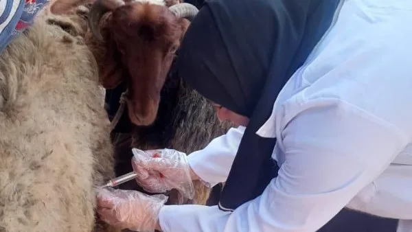بيطري الشرقية يُجري المسح التناسلي الشامل لـ 5007 رأس ماشية