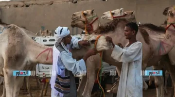 تاجر الجمال: الأسعار ارتفعت إلى 100 ألف جنيه بعد أزمة السودان