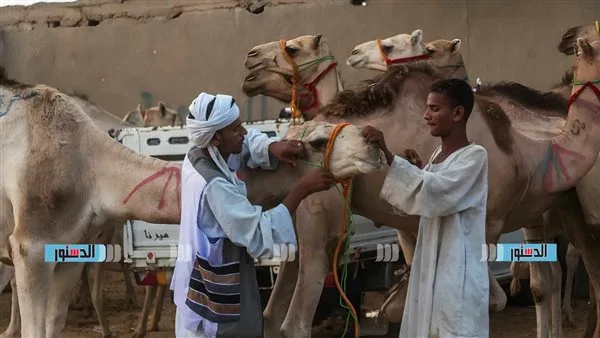 تاجر الجمال: الأسعار ارتفعت إلى 100 ألف جنيه بعد أزمة السودان تاجر الجمال: الأسعار ارتفعت إلى 100 ألف جنيه بعد أزمة السودان