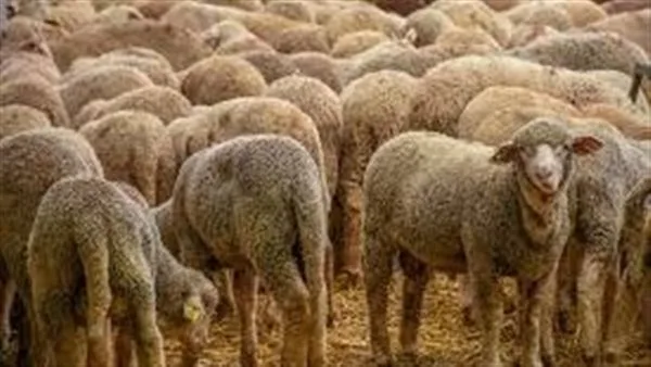 تاريخ بدء عيد الأضحى في إسبانيا لعام 2025/1446