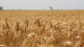 تباطؤ الطلب من الصين يسبب خطر فائض غير مسبوق من القمح الأسترالي