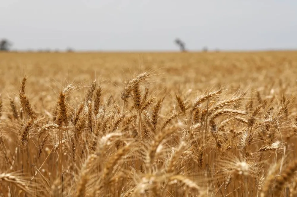 تباطؤ الطلب من الصين يسبب خطر فائض غير مسبوق من القمح الأسترالي تباطؤ الطلب من الصين يسبب خطر فائض غير مسبوق من القمح الأسترالي