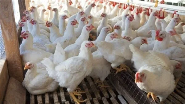 تحرك جديد في أسعار الدواجن اليوم.. والكيلو يصل إلى 97 جنيها بالمزارع