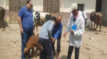 تحصين 23 ألف رأس من الماشية ضد الحمى القلاعية والوادي المتصدع في محافظة البحيرة