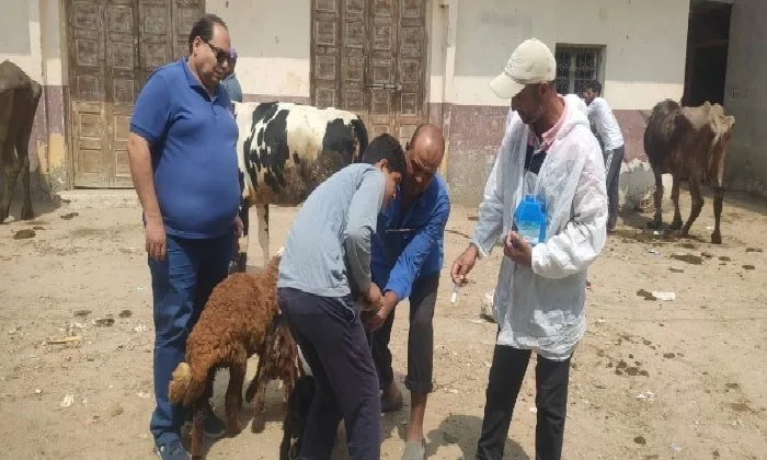 تحصين 23 ألف رأس من الماشية ضد الحمى القلاعية والوادي المتصدع في محافظة البحيرة تحصين 23 ألف رأس من الماشية ضد الحمى القلاعية والوادي المتصدع في محافظة البحيرة