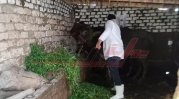 تحصين 250 ألف رأس من الماشية ضد مرض الحمى القلاعية في كفر الشيخ