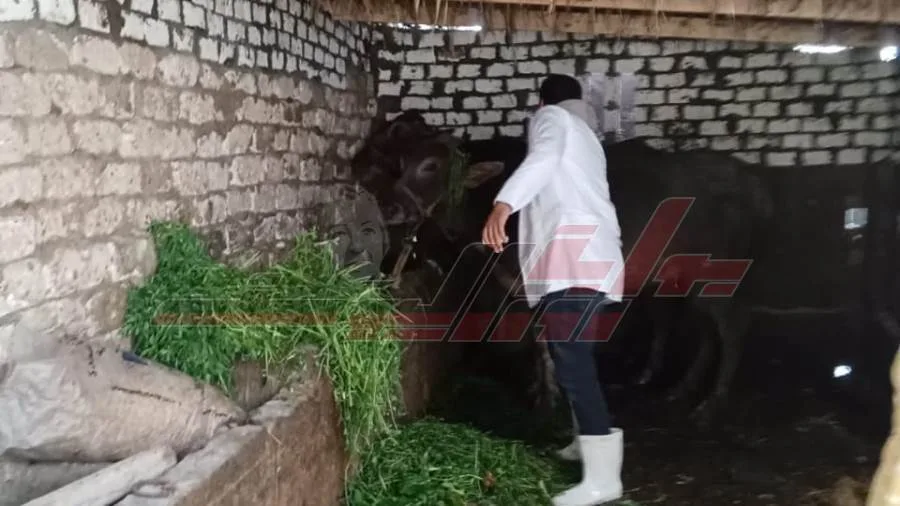 تحصين 250 ألف رأس من الماشية ضد مرض الحمى القلاعية في كفر الشيخ تحصين 250 ألف رأس من الماشية ضد مرض الحمى القلاعية في كفر الشيخ