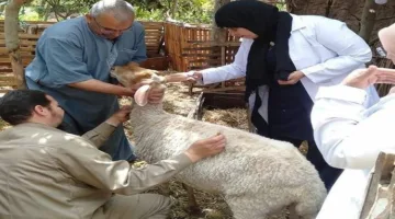 تحصين 350 ألف رأس من الماشية ضد مرض الحمى القلاعية في المنوفية