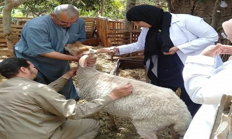 تحصين 350 ألف رأس من الماشية ضد مرض الحمى القلاعية في المنوفية تحصين 350 ألف رأس من الماشية ضد مرض الحمى القلاعية في المنوفية