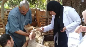 تحصين 350 ألف رأس من المواشي ضد مرض الحمى القلاعية والوادي المتصدع في المنوفية