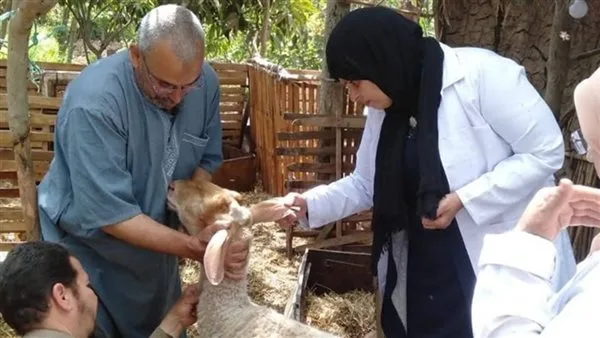 تحصين 350 ألف رأس من المواشي ضد مرض الحمى القلاعية والوادي المتصدع في المنوفية تحصين 350 ألف رأس من المواشي ضد مرض الحمى القلاعية والوادي المتصدع في المنوفية
