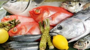 تراجع أسعار الأسماك اليوم السبت 24 مايو 2025.. سعر الجمبري يبدأ من 175 جنيهًا