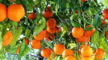 تراجع إنتاج المغرب من الحمضيات إلى 1.5 مليون طن سنوياً نتيجة الجفاف والمنافسة العالمية