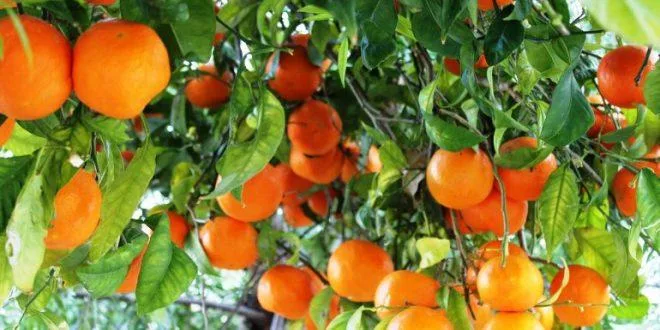 تراجع إنتاج المغرب من الحمضيات إلى 1.5 مليون طن سنوياً نتيجة الجفاف والمنافسة العالمية