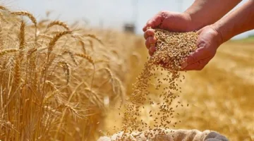 تراجع الطلب من الصين يهدد بتسجيل مستويات قياسية في مخزون القمح الأسترالي.
