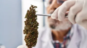 تزايد غير متوقع بنسبة 1000% في إقبال المستهلكين على المنتجات الطبية للقنب في ألمانيا